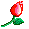 roseinbloom
