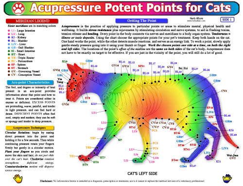 Pet Health Charts for Cats - Acupressure